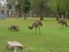 Emus at Wilcania