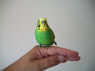 Budge the Budgie