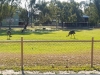 Emus- Cunnamulla