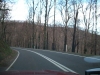 Regrowth from the February Bushfires