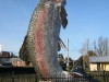 Big Fish - Adaminaby