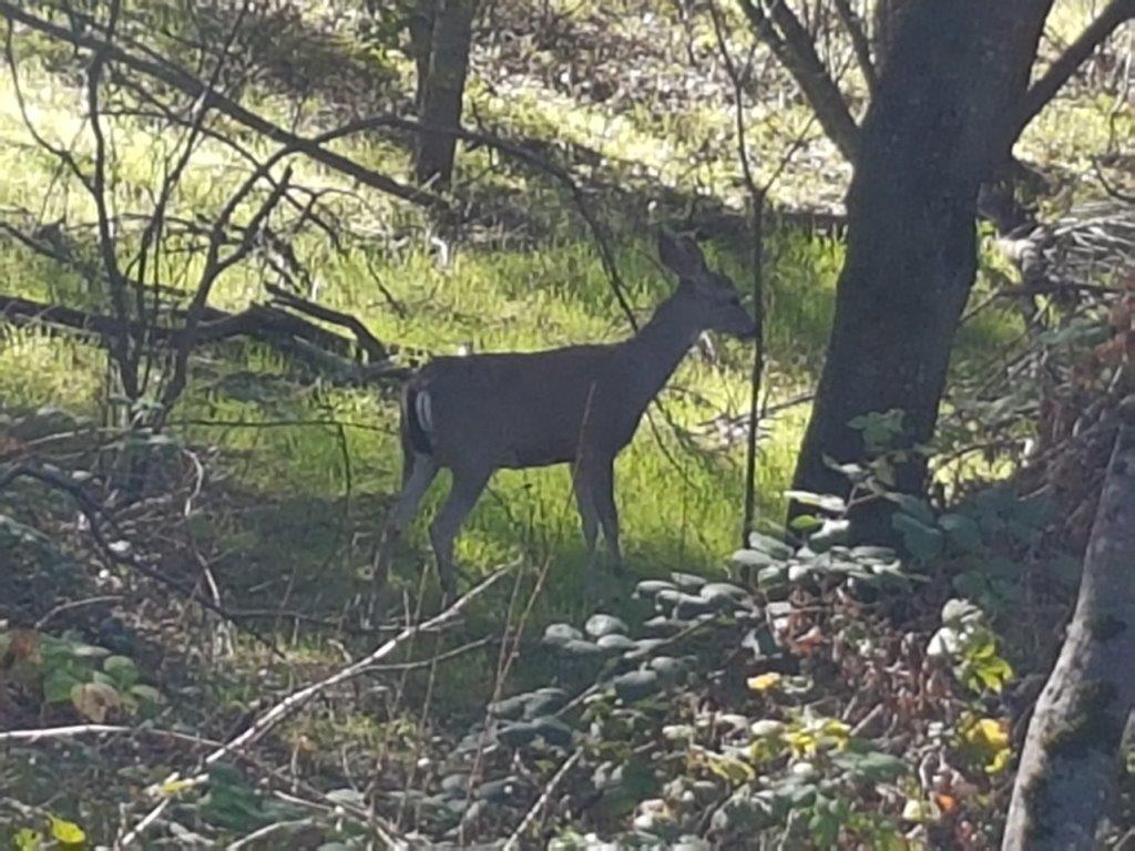 Deer in the backyard - Newcastle CA Deer in the backyard - Newcastle CA