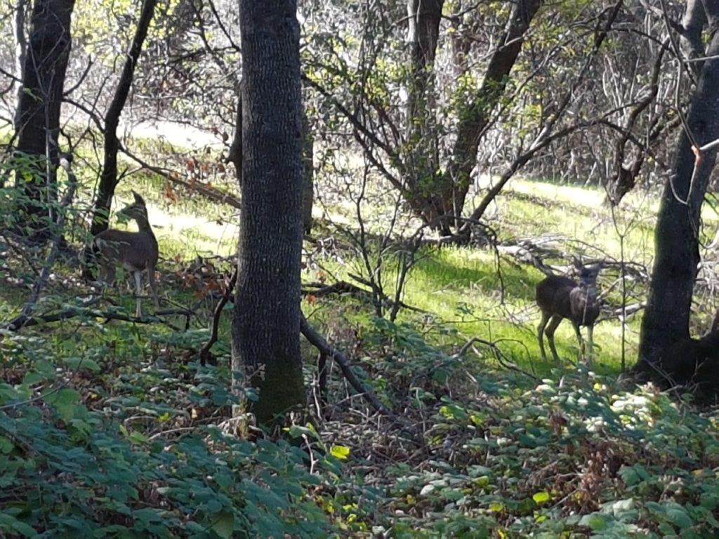 Deer in the backyard - Newcastle CA