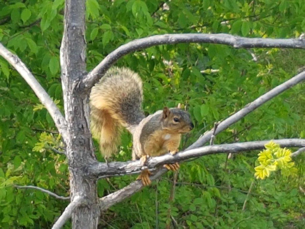 Squirrel Squirrel