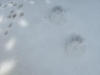 Looks like bear tracks ...