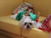 Molly all festive ...