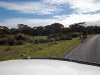 GC1R9YH - Mallee Fowl Crossing