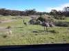 GC1R9YH - Mallee Fowl Crossing